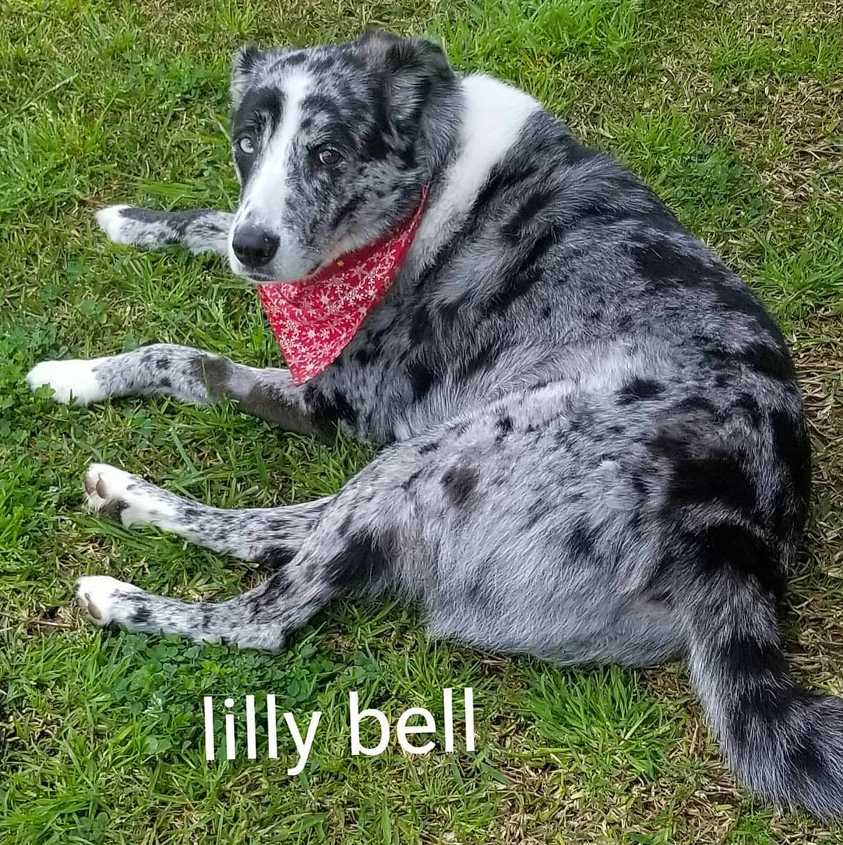 Lilly joined the competition — help win amazing prizes! australian_collie, australian_shepherd, border_collie, canidae, carnivore, dog, dog_breed, herding_dog, koolie, mammal, sporting_group, texas_heeler, vertebrate, working_dog