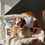 Mao participe au concours pour gagner de l'argent avec cette photo : dog, couch, pillow, blanket, indoor, pet, relaxing, sunlight, furniture, cozy, brown_and_white, home, resting, canine, seat, living_room, comfort, animal, domestic, fur