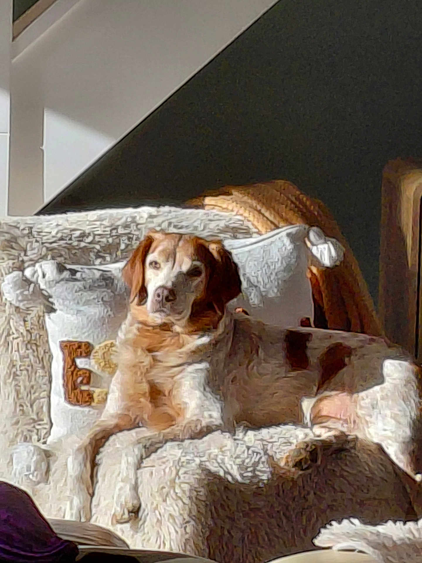 Mao participe au concours pour gagner de l'argent avec cette photo : dog, couch, pillow, blanket, indoor, pet, relaxing, sunlight, furniture, cozy, brown_and_white, home, resting, canine, seat, living_room, comfort, animal, domestic, fur