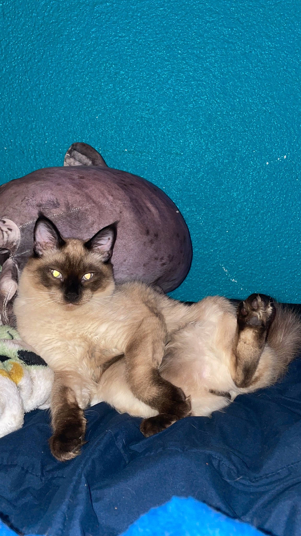 Anakin joined the competition — help win amazing prizes! birman, carnivore, cat, comfort, fawn, felidae, fur, mammal, paw, siamese, small_to_medium_sized_cats, snout, tail, terrestrial_animal, vertebrate, whiskers