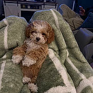 Gabby Rose is registered to the contest to win money with this photo: blanket, blanket_pattern, cabinet, couch, cozy, cute, dog, fur, home_interior, living_room, person, phone, pillow, puppy, relaxing, sitting, small_dog, soft_texture, television, wooden_furniture