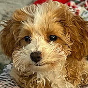 Gabby Rose joined the competition — help win amazing prizes! dog, puppy, curly_fur, brown_and_white, close_up, portrait, cute, pet, fluffy, nose, eyes, whiskers, young, indoor, blanket, bed, companion, mammal, adorable, fur_texture
