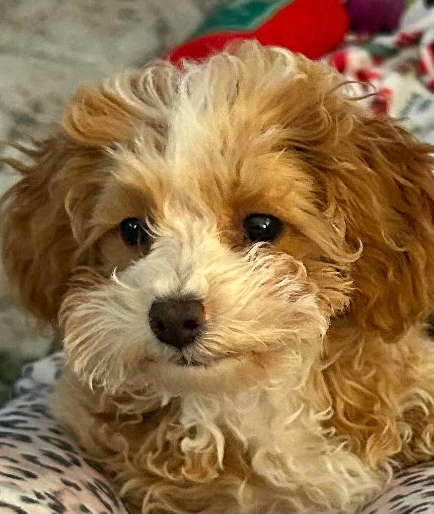 Gabby Rose joined the competition — help win amazing prizes! dog, puppy, curly_fur, brown_and_white, close_up, portrait, cute, pet, fluffy, nose, eyes, whiskers, young, indoor, blanket, bed, companion, mammal, adorable, fur_texture
