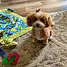 Gabby Rose is registered to the contest to win money with this photo: brown_and_white_fur, carpet, colorful_blanket, cute, dog, fluffy, hardwood_floor, indoor, living_room, looking_at_camera, patterned_rug, pet, playful, puppy, red_bow, rug, sitting, small_dog, topknot, toys