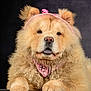 dog, chow_chow, fluffy, curly_fur, pink_bandana, pink_headband, bow, paws, portrait, studio, pet, animal, cute, furry, resting, looking_at_camera, indoor, soft_background, golden_fur, closeup