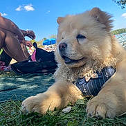 Athèna participe au concours pour gagner de l'argent avec cette photo : dog, puppy, chow_chow, grass, outdoor, sunny, blue_sky, person, backpack, blanket, leisure, nature, pet, fur, cute, animal, resting, summer, canine, harness