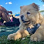 dog, puppy, chow_chow, grass, outdoor, sunny, blue_sky, person, backpack, blanket, leisure, nature, pet, fur, cute, animal, resting, summer, canine, harness