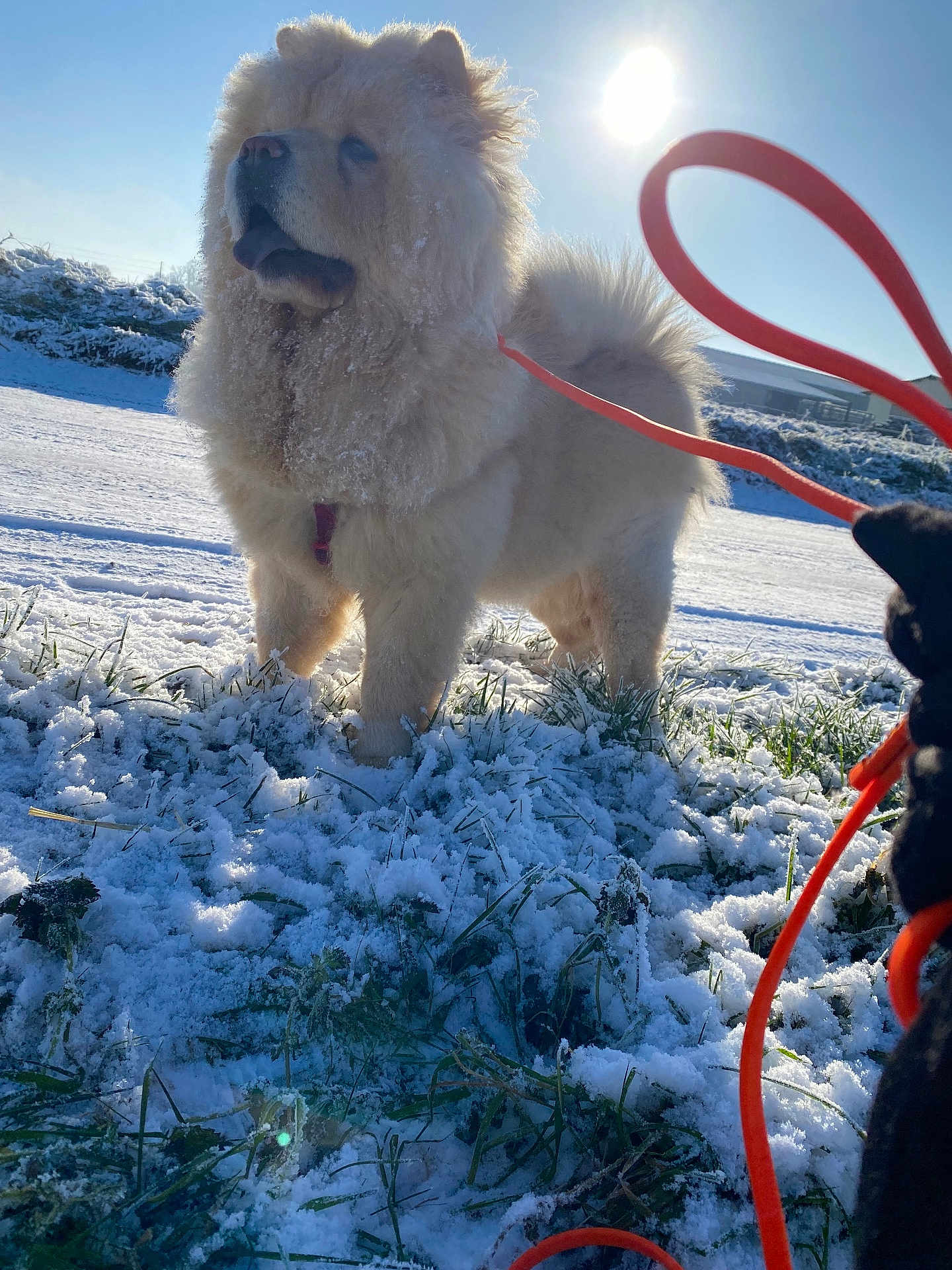 Athèna a rejoint le concours — aidez-le/la à gagner de superbes lots ! dog, chow_chow, snow, winter, leash, grass, sunlight, outdoor, pet, fluffy, canine, cold, frost, animal, nature, daylight, mammal, walking, playful, furry