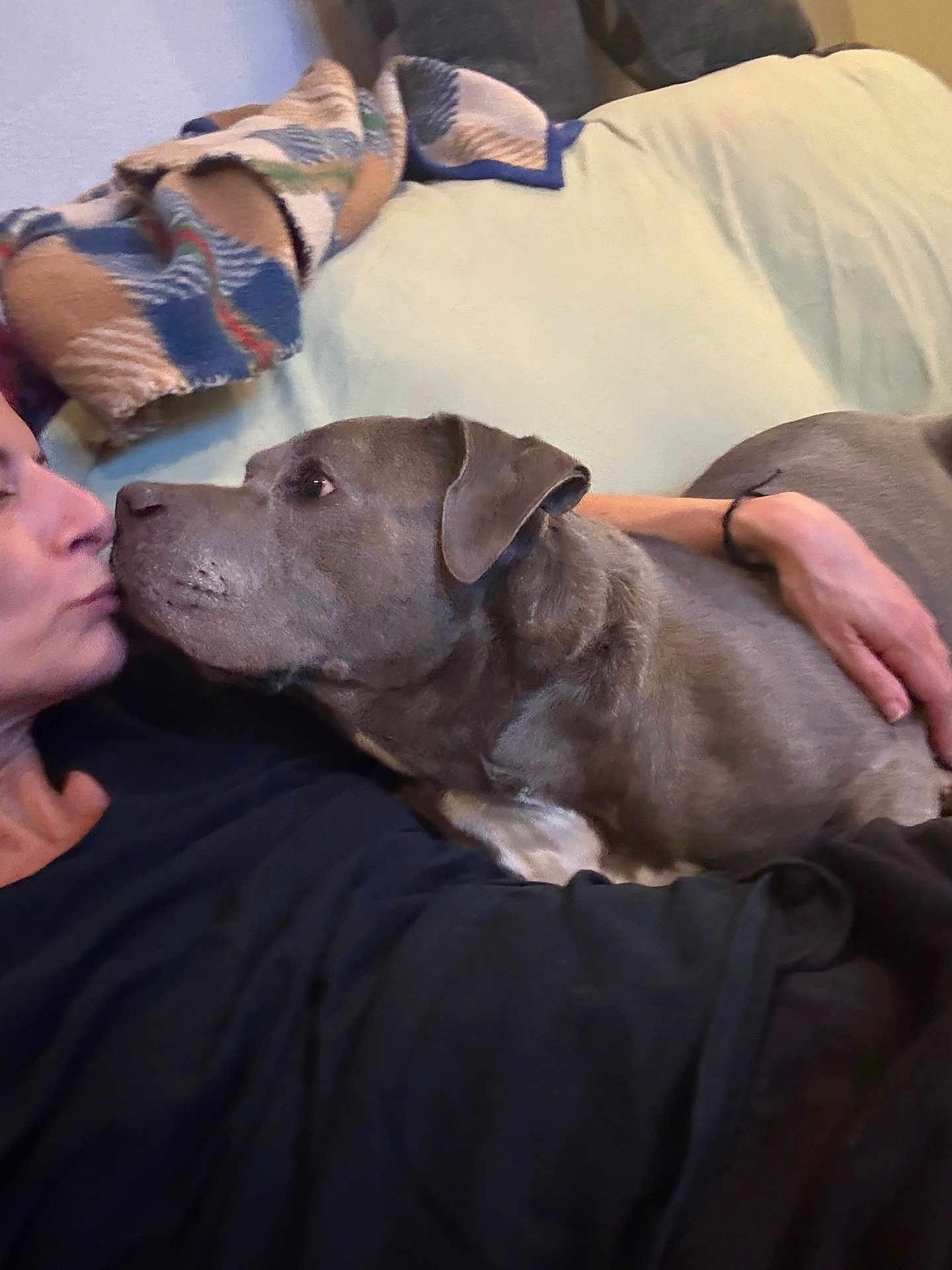 Mercury joined the competition — help win amazing prizes! dog, person, couch, blanket, indoor, affection, pet, love, face, hand, fur, canine, comfort, relaxation, closeup, casual, home, bond, animal, snout