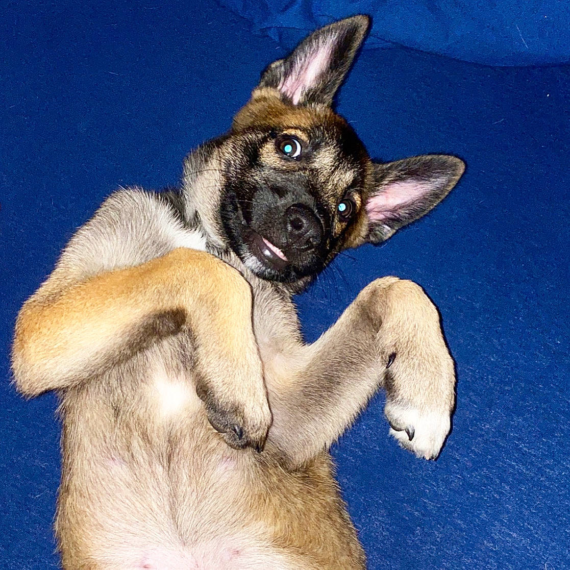 Diablo is registered to the contest to win money with this photo: art, art_paint, canidae, carnivore, companion_dog, dog, dog_breed, electric_blue, paint, painting, paw, snout, sporting_group, terrestrial_animal, visual_arts, working_animal