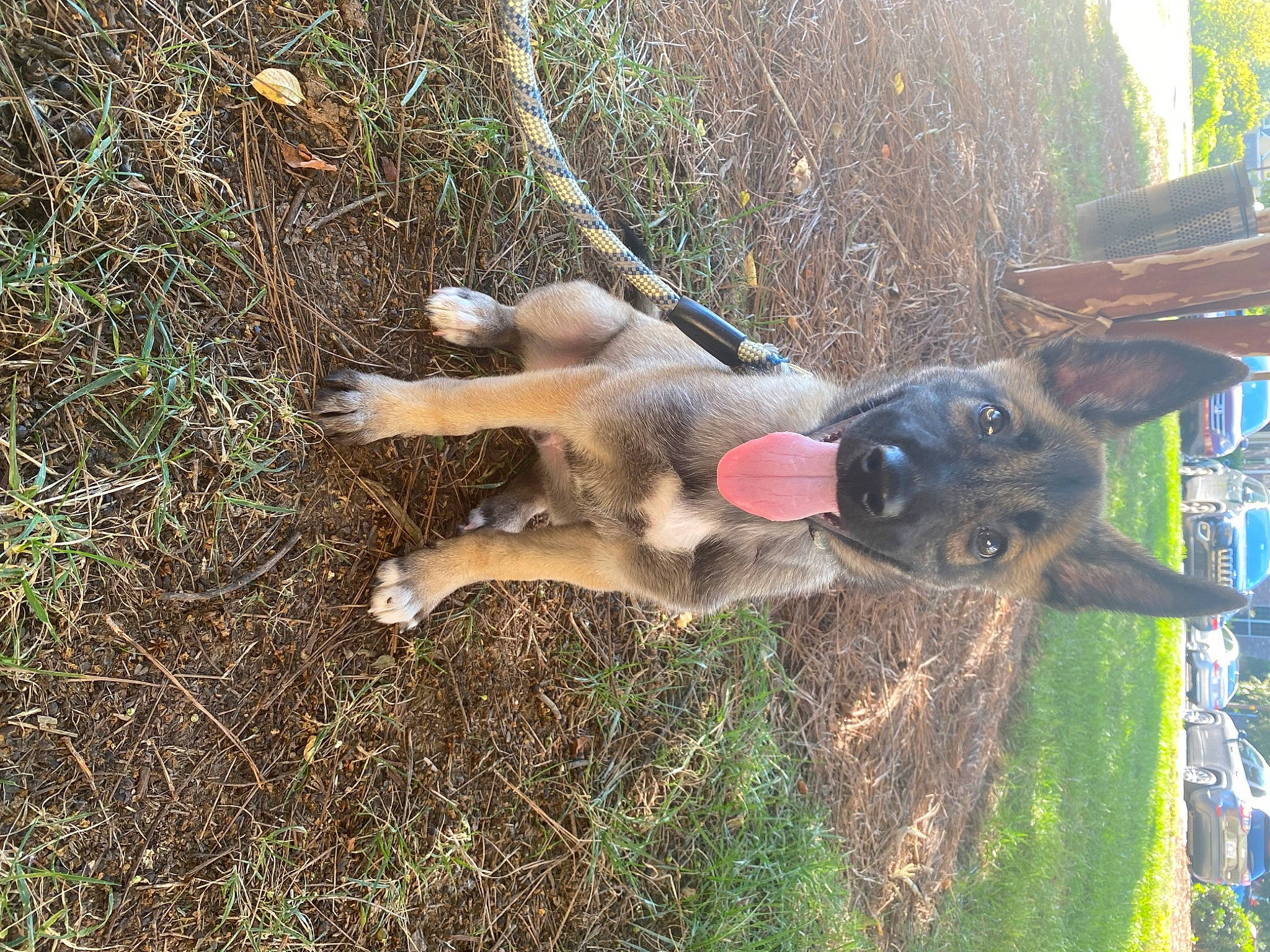 Diablo is registered to the contest to win money with this photo: canidae, carnivore, dog, dog_breed, fawn, grass, old_german_shepherd_dog, plant, soil, sporting_group, tail, terrestrial_animal, tree, trunk, wildlife, working_animal, working_dog