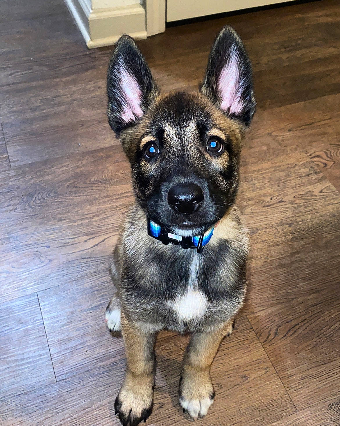 Diablo joined the competition — help win amazing prizes! bicycle, canidae, carnivore, collar, companion_dog, dog, dog_breed, dog_collar, dog_supply, ear, fawn, flooring, hardwood, snout, sporting_group, toy_dog, whiskers, wood, wood_stain, working_animal