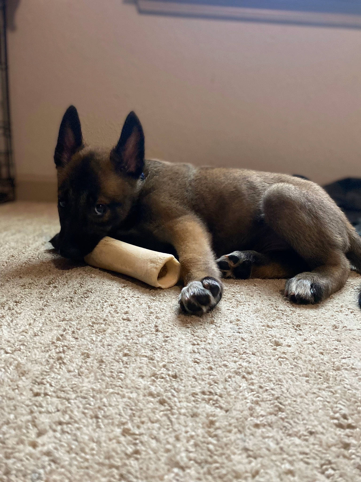 Diablo is registered to the contest to win money with this photo: balinese, canidae, carnivore, cat, comfort, dog_breed, fawn, felidae, flooring, fur, mammal, paw, siamese, small_to_medium_sized_cats, snout, tail, terrestrial_animal, thai, vertebrate, whiskers