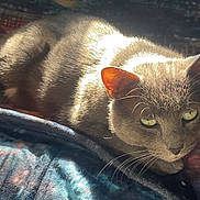 Ska a rejoint le concours — aidez-le/la à gagner de superbes lots ! animal, blanket, cat, cozy, cute, domestic, ears, eyes, feline, fur, gray_cat, indoor, mammal, pet, portrait, relaxing, resting, sleepy, sunlight, whiskers