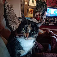 Ivy joined the competition — help win amazing prizes! blanket, blurred, calico_cat, cat, close_up, couch, cozy, ears, eyes, face, furniture, home_decor, indoor, living_room, pet, pillow, plant, room, television, whiskers