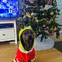 Marley participe au concours pour gagner de l'argent avec cette photo : dog, costume, christmas_tree, ornaments, holiday, decorations, floor, television, furniture, living_room, pet, festive, indoor, wooden_floor, curious, sitting, wrapped_gift, red, green, lights