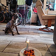 Marley participe au concours pour gagner de l'argent avec cette photo : attention, bicycle, birthday_candle, brown_dog, cake, candle, celebration, chair, clothes_drying_rack, curious, decor, dog, floor, furniture, home, indoor, living_room, pet, plate, tile_floor