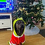dog, christmas_tree, holiday_costume, gift, decorations, ornaments, tinsel, lights, indoor, wooden_floor, television, furniture, festive, pet, canine, costume, sitting, wrapped_present, celebration, home