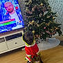 Marley a rejoint le concours — aidez-le/la à gagner de superbes lots ! dog, holiday_clothing, christmas_tree, ornaments, gift, living_room, wooden_floor, television, person_on_tv, decorations, tinsel, christmas_lights, wrapped_present, festive, indoor, pet, sitting, cute, holiday, background