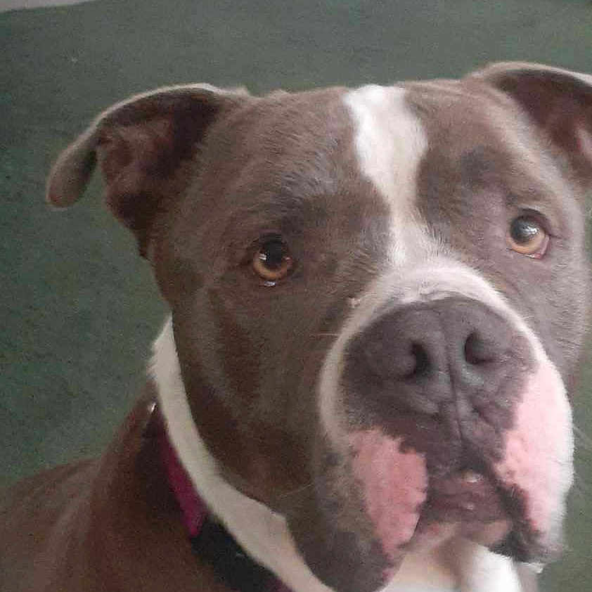 Zeus joined the competition — help win amazing prizes! ancient_dog_breeds, carnivore, collar, companion_dog, dog, dog_breed, dog_collar, fawn, fur, liver, non_sporting_group, pet_supply, snout, sporting_group, whiskers, working_animal, working_dog