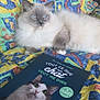 animal, blanket, book, cat, closeup, colorful, cover_photo, cozy, domestic_cat, feline, fluffy_cat, gray_cat, indoor, patterned_blanket, pet, reading_material, relaxing, resting, sitting, white_cat