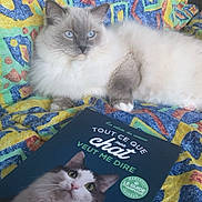 Siméon participe au concours pour gagner de l'argent avec cette photo : animal, blanket, book, cat, closeup, colorful, cover_photo, cozy, domestic_cat, feline, fluffy_cat, gray_cat, indoor, patterned_blanket, pet, reading_material, relaxing, resting, sitting, white_cat