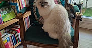 Siméon a rejoint le concours — aidez-le/la à gagner de superbes lots ! animal, bookcase, books, cat, chair, cream_colored, curious, cushion, decor, floor, fluffy, furniture, glass_door, green, indoor, light, pet, vintage, window, wooden