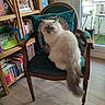 animal, bookcase, books, cat, chair, cream_colored, curious, cushion, decor, floor, fluffy, furniture, glass_door, green, indoor, light, pet, vintage, window, wooden