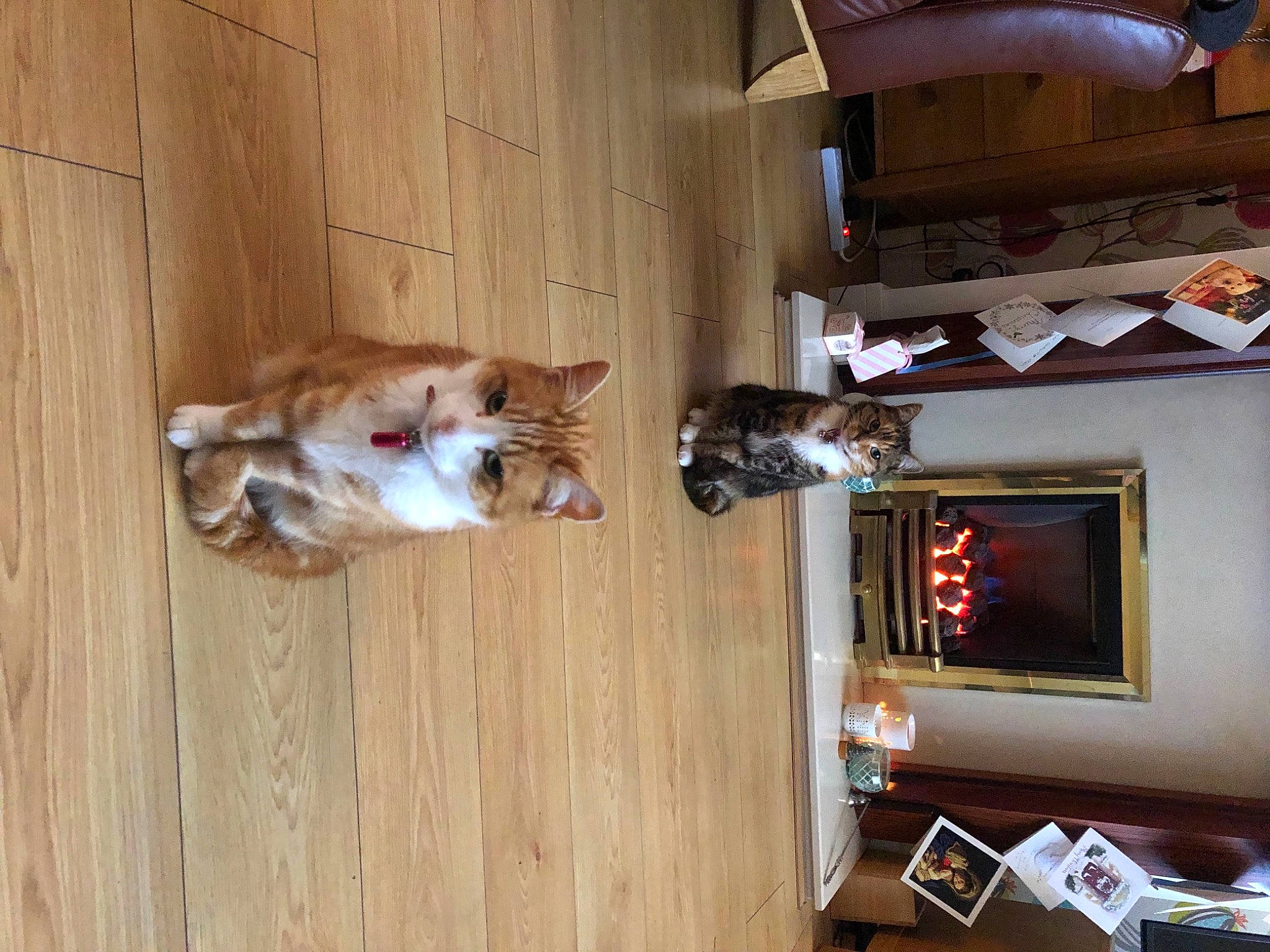 Nala is registered to the contest to win money with this photo: brown, building, carnivore, companion_dog, dog, dog_breed, felidae, floor, flooring, fur, hardwood, liver, mammal, room, shelf, small_to_medium_sized_cats, tail, television, wood, wood_stain