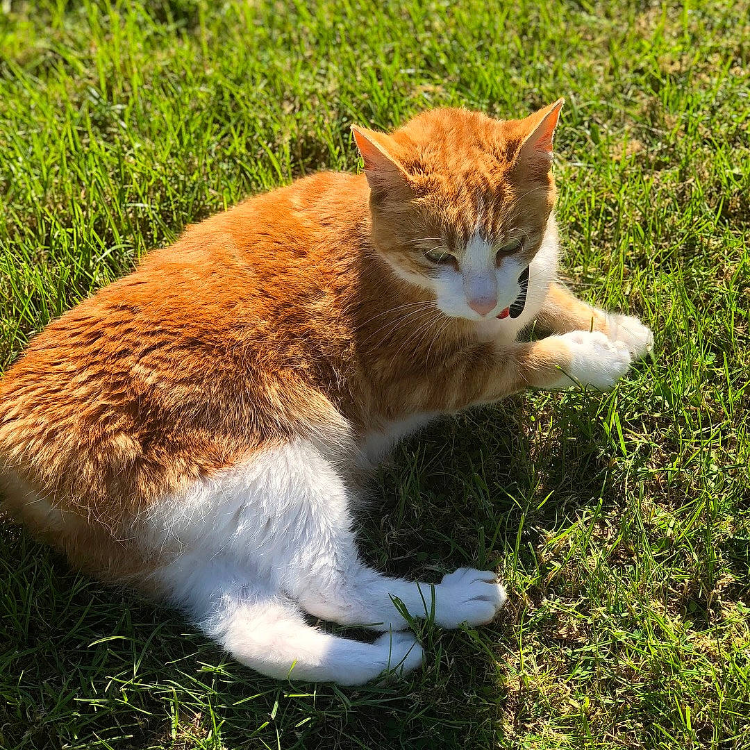 Nala is registered to the contest to win money with this photo: art, carnivore, cat, domestic_short_haired_cat, fawn, felidae, fur, grass, grassland, groundcover, pasture, paw, plant, sitting, small_to_medium_sized_cats, snout, tail, terrestrial_animal, whiskers, wildlife