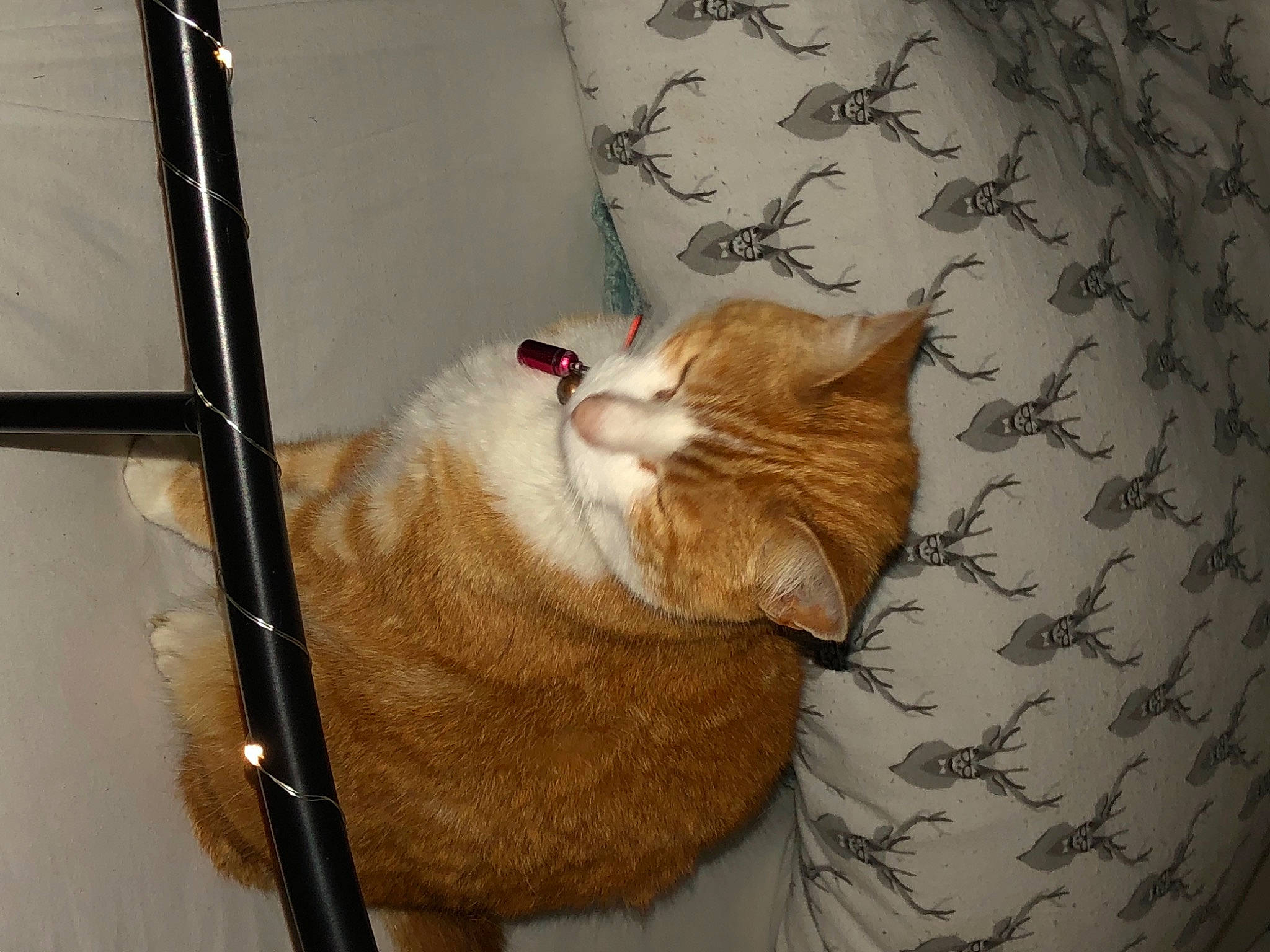 Nala joined the competition — help win amazing prizes! bedding, carnivore, cat, chair, comfort, domestic_short_haired_cat, fawn, felidae, fur, hardwood, house, linens, paw, plant, room, small_to_medium_sized_cats, snout, tail, whiskers, wood