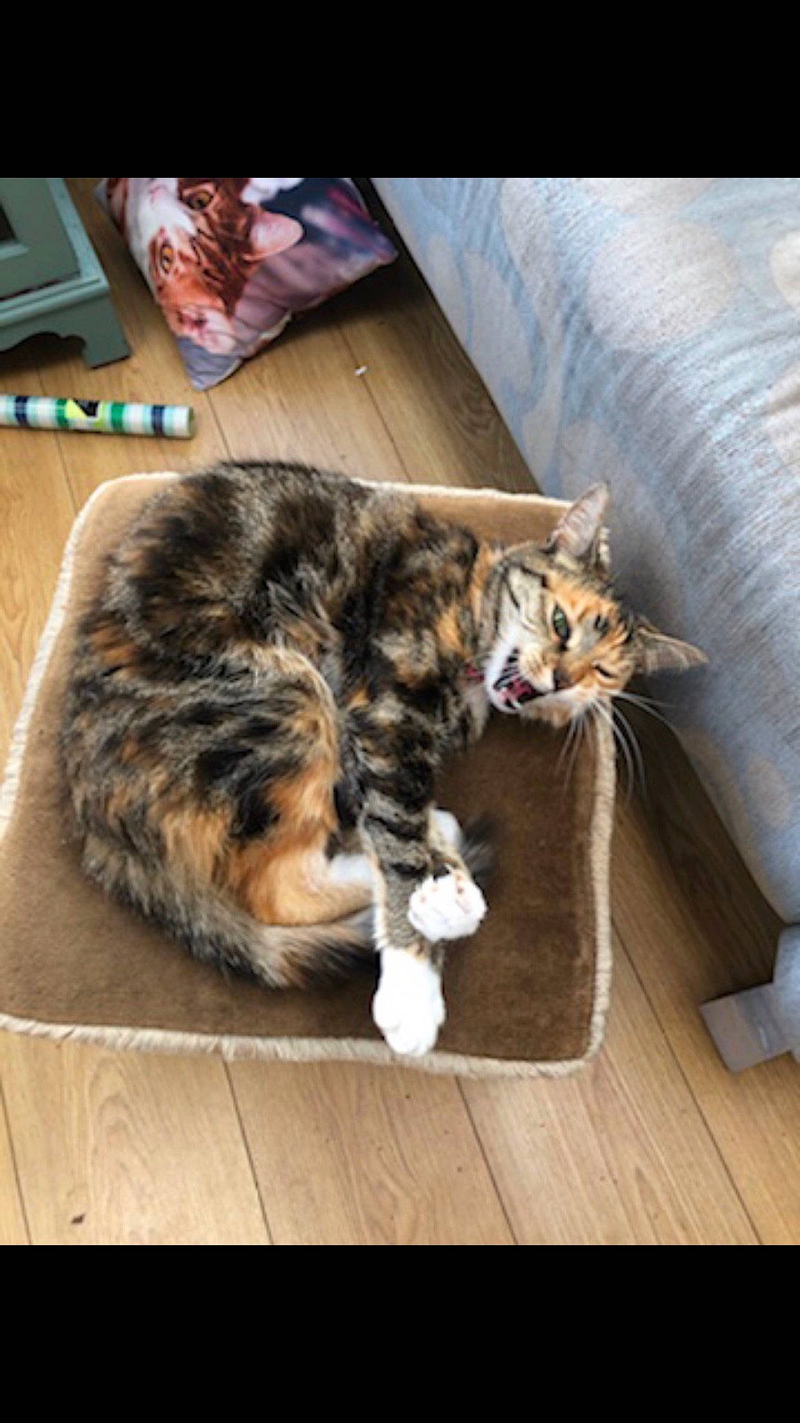 Roo joined the competition — help win amazing prizes! carnivore, cat, comfort, companion_dog, couch, domestic_short_haired_cat, felidae, floor, flooring, fur, hardwood, laminate_flooring, lap, mammal, paw, small_to_medium_sized_cats, tail, vertebrate, whiskers, wood