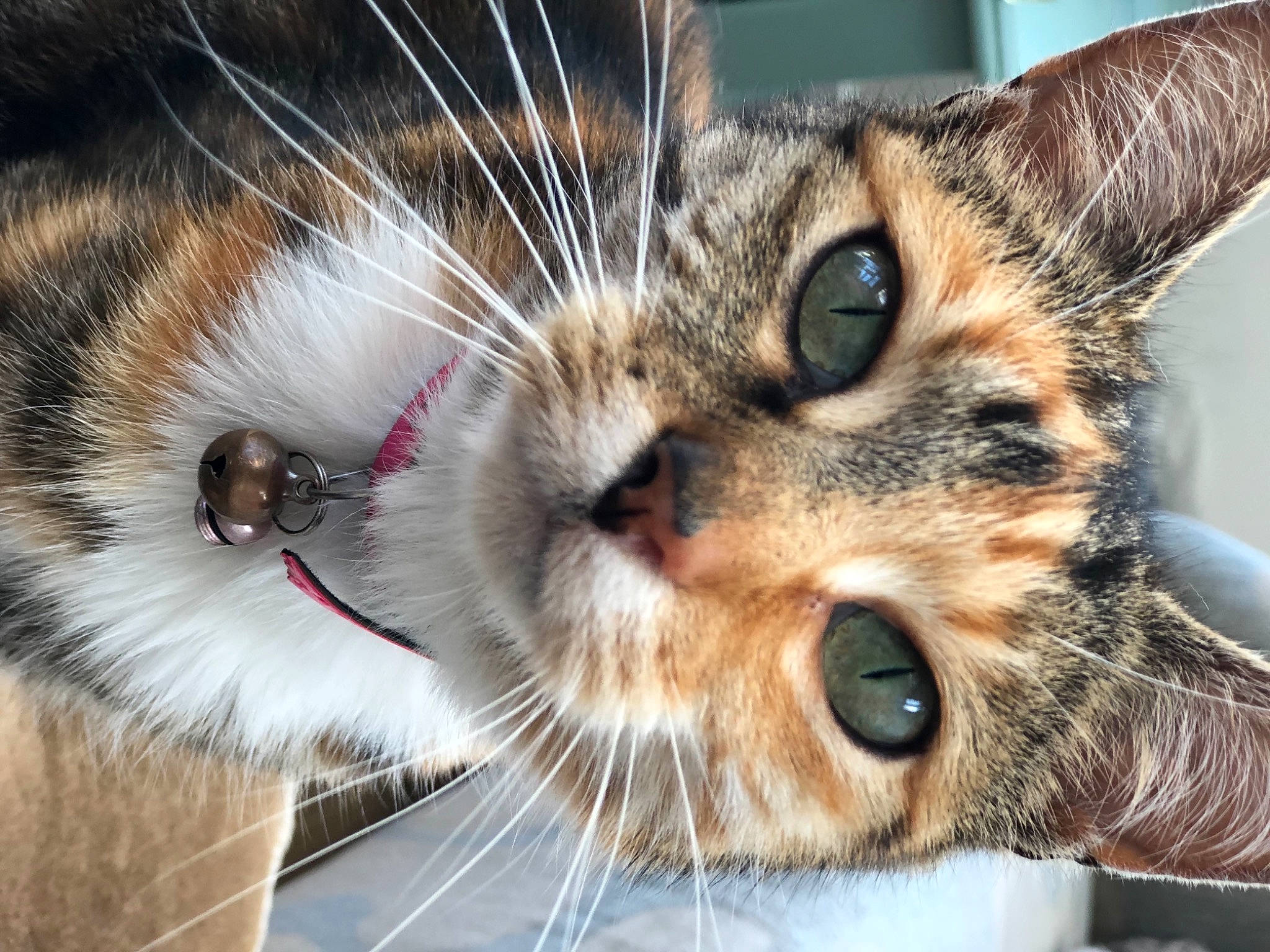 Roo joined the competition — help win amazing prizes! carnivore, cat, claw, close_up, curious, domestic_short_haired_cat, felidae, fur, iris, nose, paw, photography, small_to_medium_sized_cats, snout, terrestrial_animal, vertebrate, whiskers, wildlife