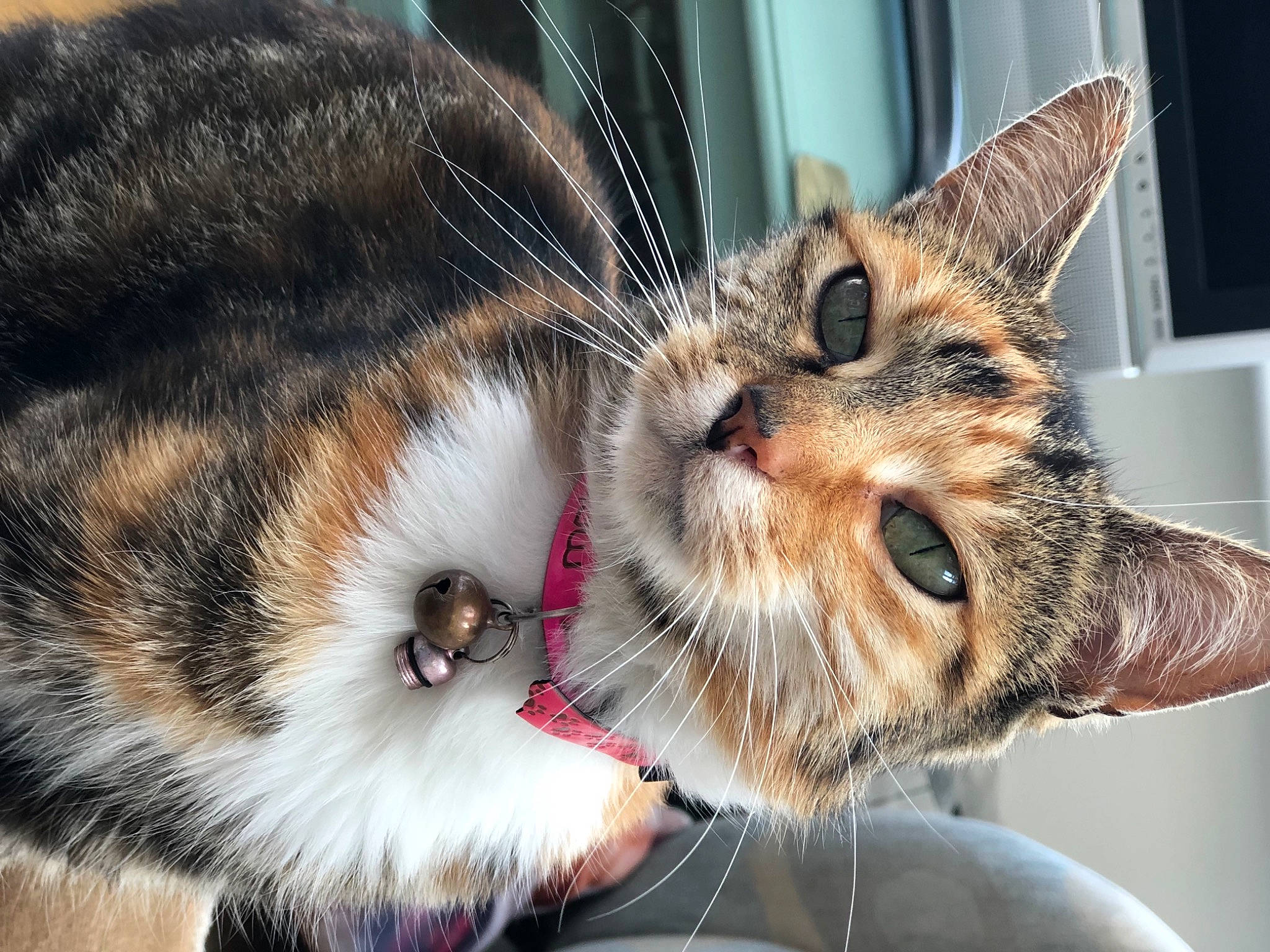 Roo joined the competition — help win amazing prizes! carnivore, cat, claw, close_up, domestic_short_haired_cat, ear, eye, fawn, felidae, fur, iris, mammal, paw, small_to_medium_sized_cats, snout, tail, vertebrate, whiskers, wildlife, window