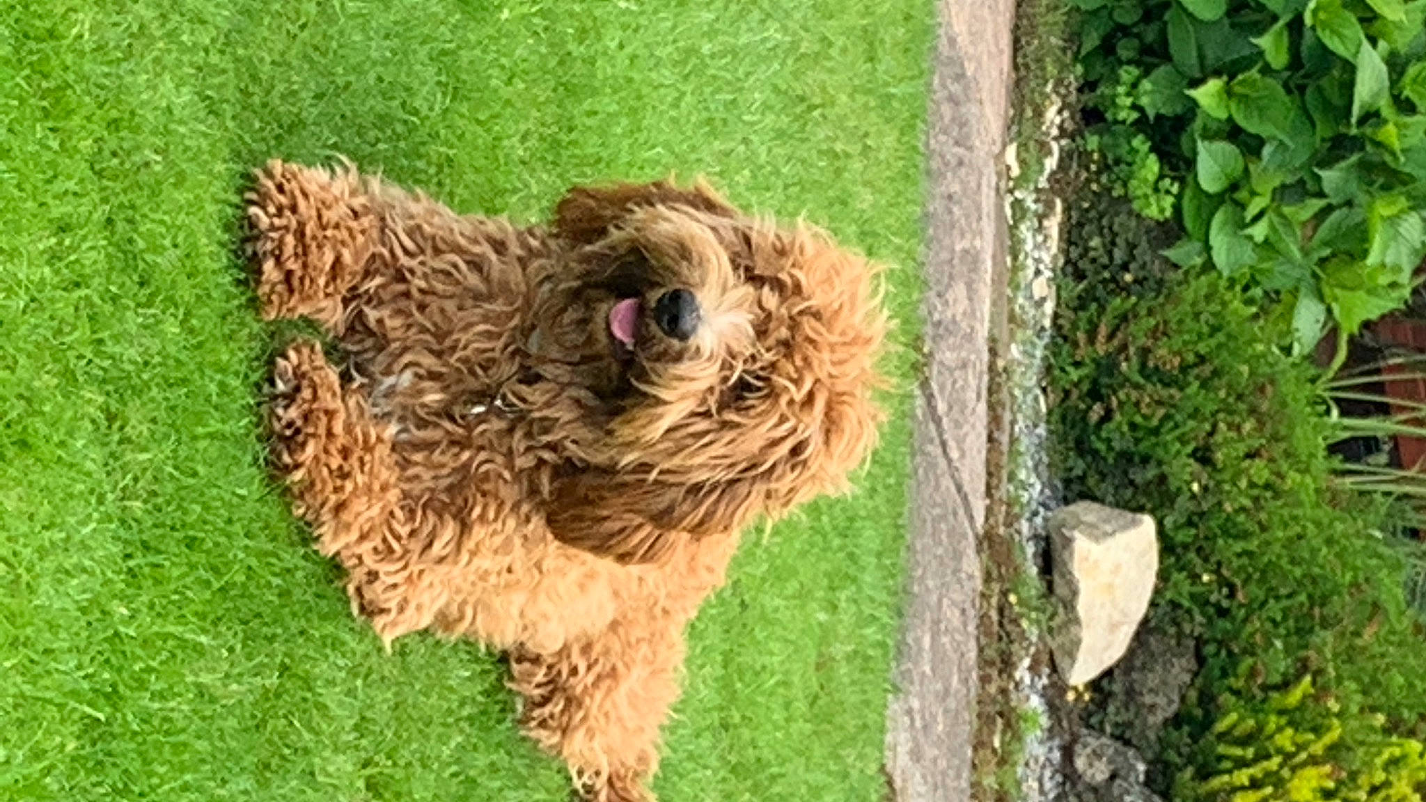 Peggy is registered to the contest to win money with this photo: canidae, carnivore, companion_dog, dog, dog_breed, fawn, fur, grass, groundcover, herding_dog, liver, pasture, plant, snout, sporting_group, terrestrial_animal, terrier, trunk, wood, working_animal