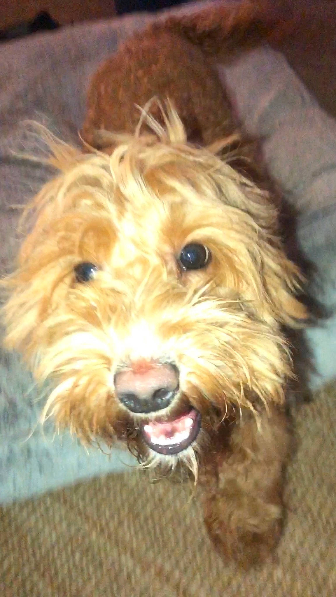 Peggy is registered to the contest to win money with this photo: biewer_terrier, canidae, carnivore, companion_dog, dog, dog_breed, firefighter, fur, liver, maltepoo, poodle_crossbreed, shih_poo, small_terrier, snout, sporting_group, terrier, toy_dog, water_dog, working_animal, yorkipoo