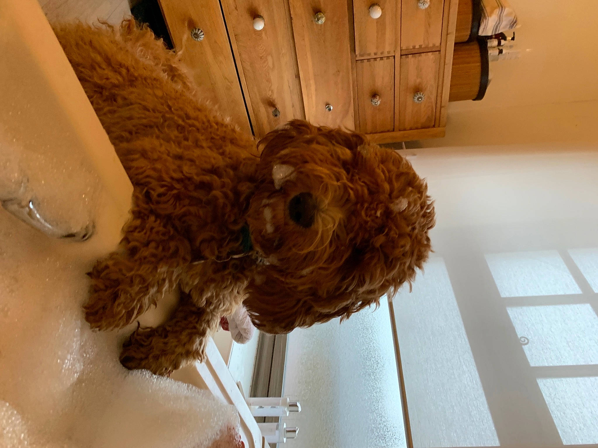 Peggy joined the competition — help win amazing prizes! cabinetry, carnivore, ceiling, dog, dog_breed, drawer, fawn, flooring, fur, hardwood, liver, metal, natural_material, plywood, room, snout, terrier, trunk, wood, wood_stain