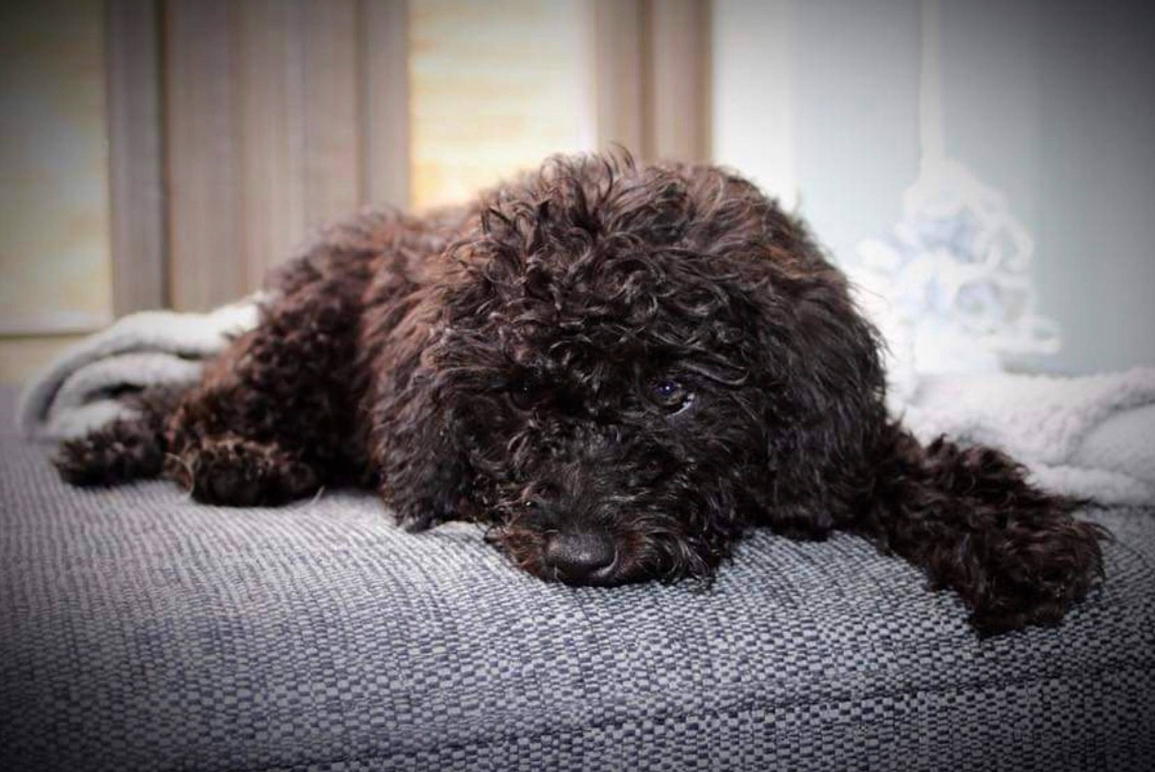 Bill joined the competition — help win amazing prizes! canidae, carnivore, cockapoo, companion_dog, dog, dog_breed, fur, goldendoodle, labradoodle, non_sporting_group, poodle, poodle_crossbreed, small_terrier, snout, sporting_group, terrestrial_animal, terrier, toy_dog, water_dog, working_animal