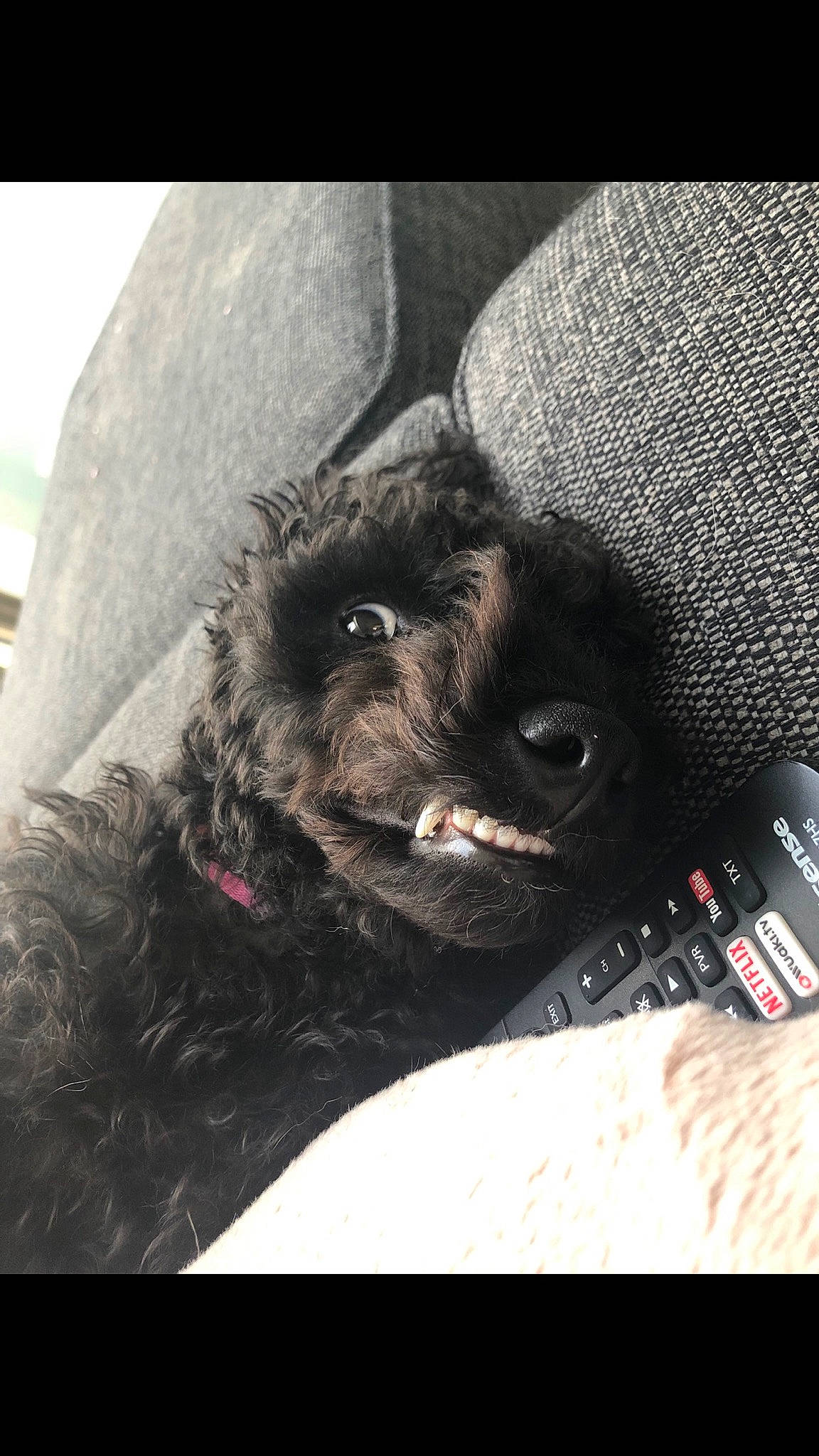 Bill joined the competition — help win amazing prizes! audio_equipment, automotive_tire, bag, carnivore, comfort, companion_dog, dog, dog_breed, eyewear, felidae, font, fur, grey, linens, paw, single_lens_reflex_camera, small_to_medium_sized_cats, toy_dog, whiskers, working_animal