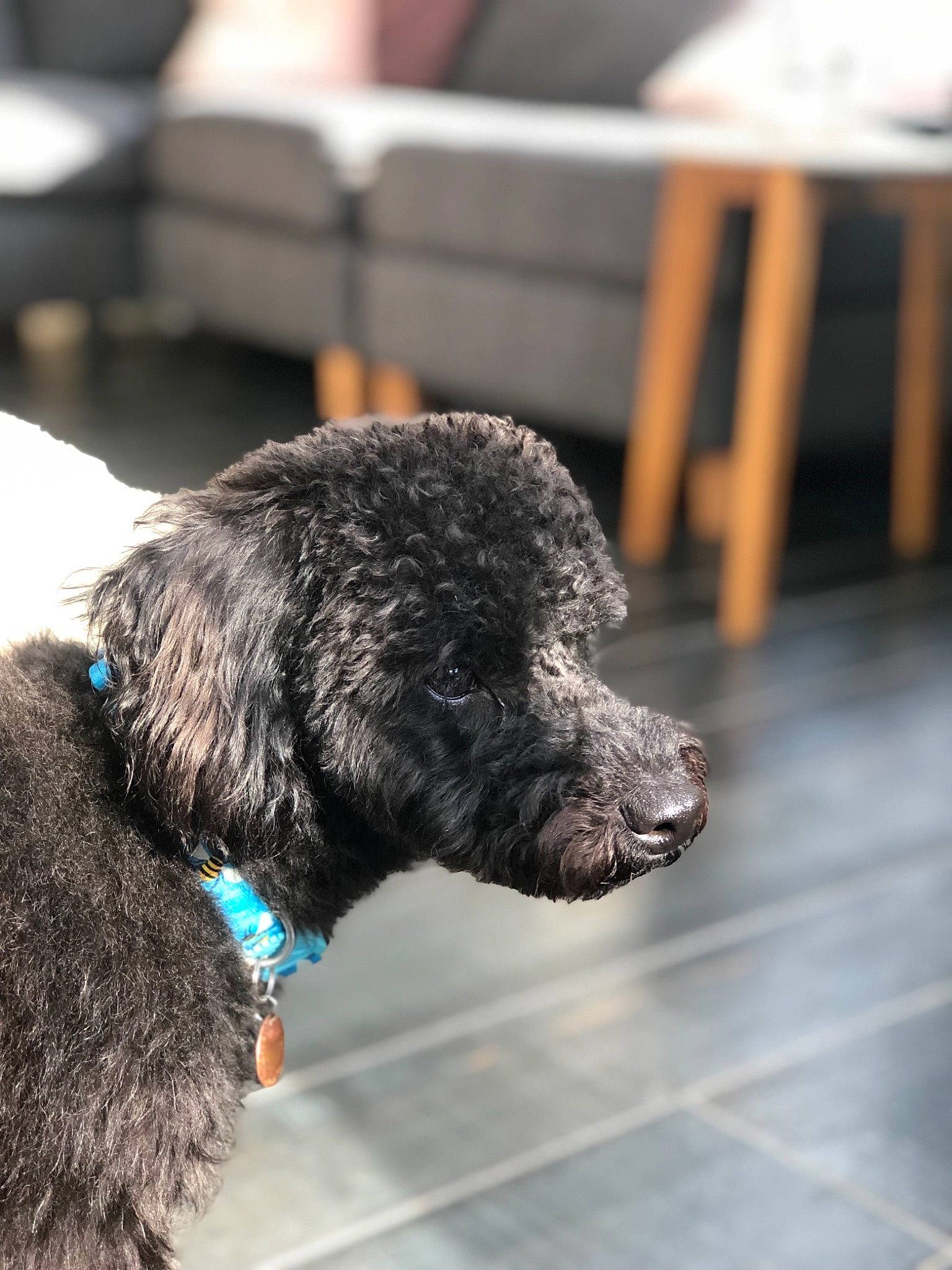 Bill is registered to the contest to win money with this photo: canidae, carnivore, collar, companion_dog, dog, dog_breed, dog_collar, flooring, fur, snout, sporting_group, tail, terrestrial_animal, terrier, water_dog, working_animal, working_dog