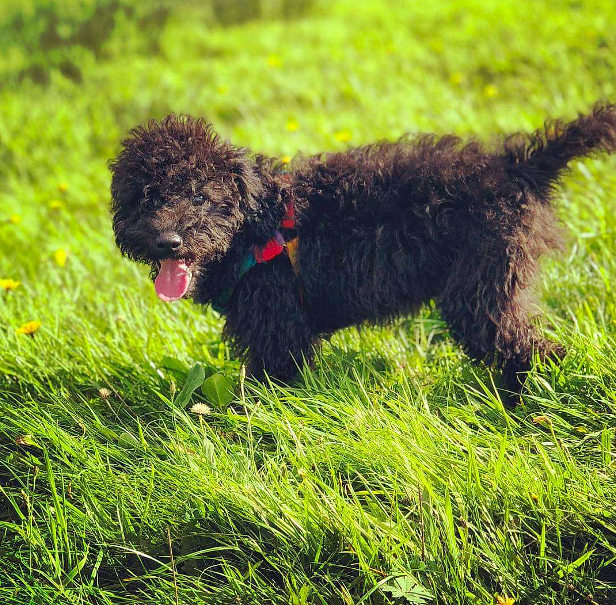 Bill joined the competition — help win amazing prizes! canidae, carnivore, collar, companion_dog, dog, dog_breed, dog_collar, grass, hunting_dog, liver, non_sporting_group, plant, poodle, sporting_group, terrestrial_animal, terrier, water_dog, working_animal, working_dog