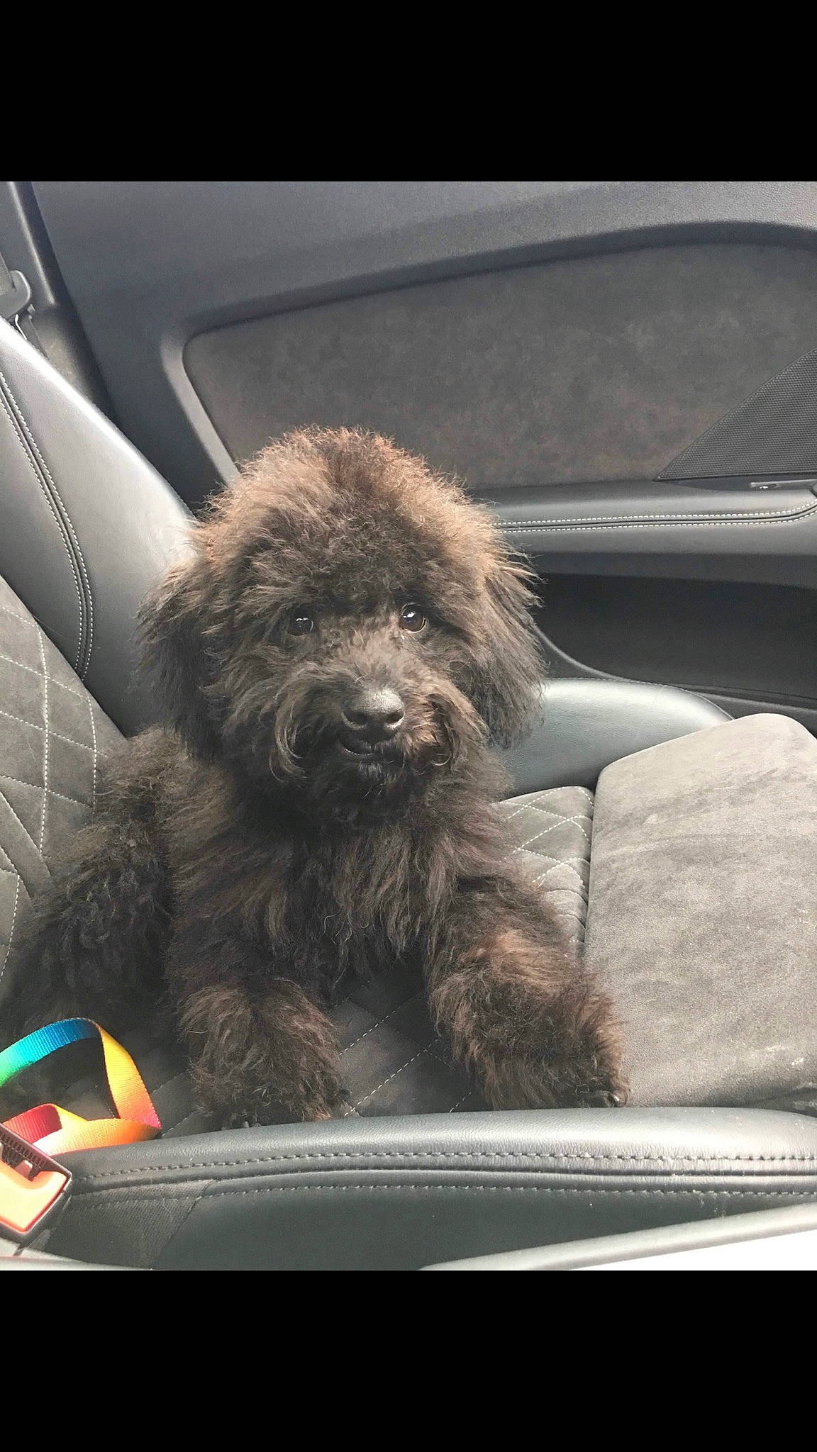 Bill joined the competition — help win amazing prizes! auto_part, automotive_design, automotive_exterior, automotive_window_part, car_seat, comfort, companion_dog, glass, liver, luxury_vehicle, motor_vehicle, personal_luxury_car, primate, snout, steering_wheel, terrestrial_animal, vehicle, vehicle_door, windscreen_wiper, windshield