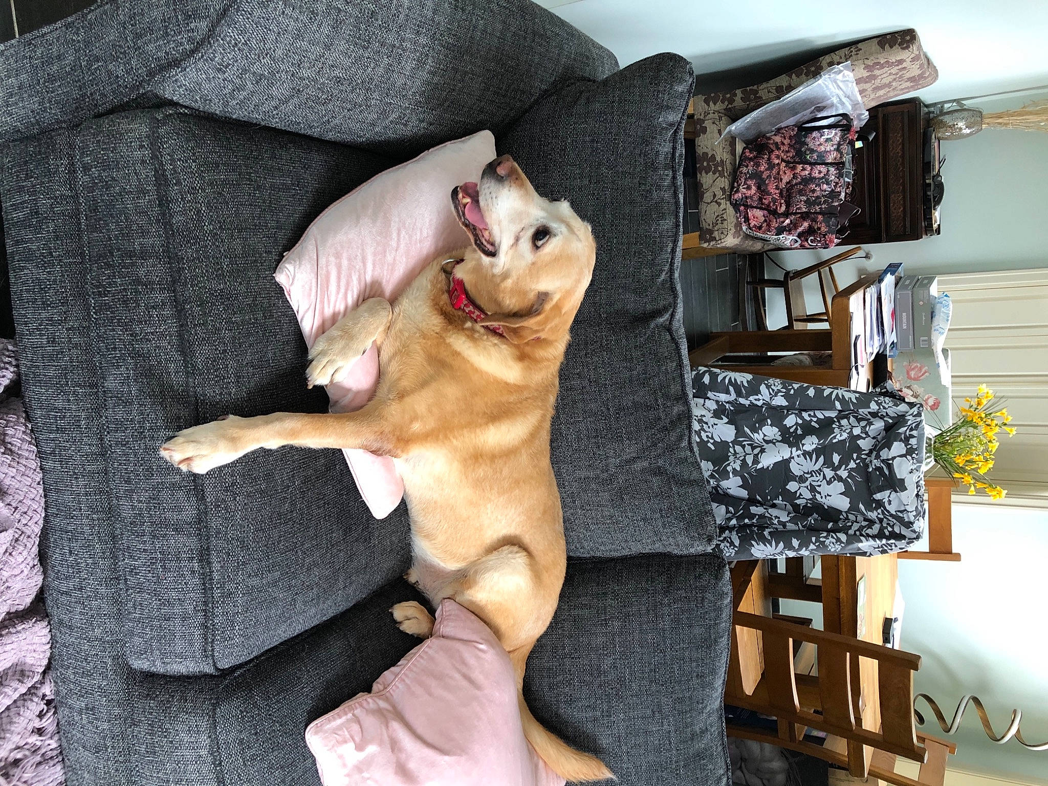 Milly is registered to the contest to win money with this photo: canidae, carnivore, comfort, companion_dog, couch, dog, dog_breed, fawn, felidae, fur, linens, room, small_to_medium_sized_cats, sporting_group, stuffed_toy, tail, textile, toy, whiskers, wood