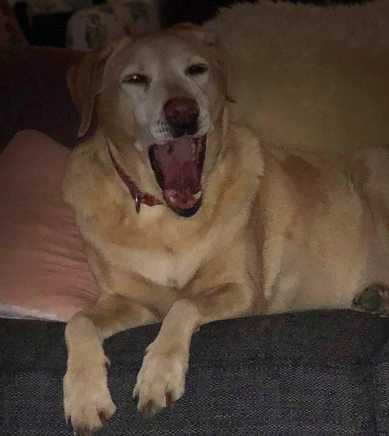 Milly joined the competition — help win amazing prizes! canidae, carnivore, comfort, companion_dog, dog, dog_breed, fang, fawn, fur, happy, jaw, paw, photo_caption, shout, snout, sporting_group, tail, terrestrial_animal, whiskers, working_animal