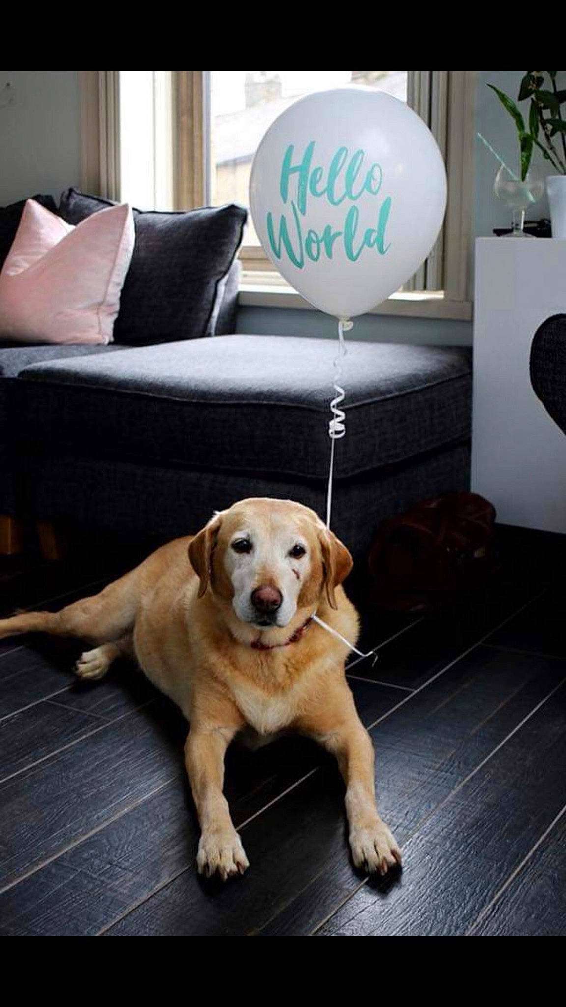 Milly is registered to the contest to win money with this photo: balloon, carnivore, comfort, companion_dog, couch, dog, dog_breed, event, fawn, floor, flooring, hardwood, houseplant, lamp, living_room, picture_frame, plant, window, wood, working_animal