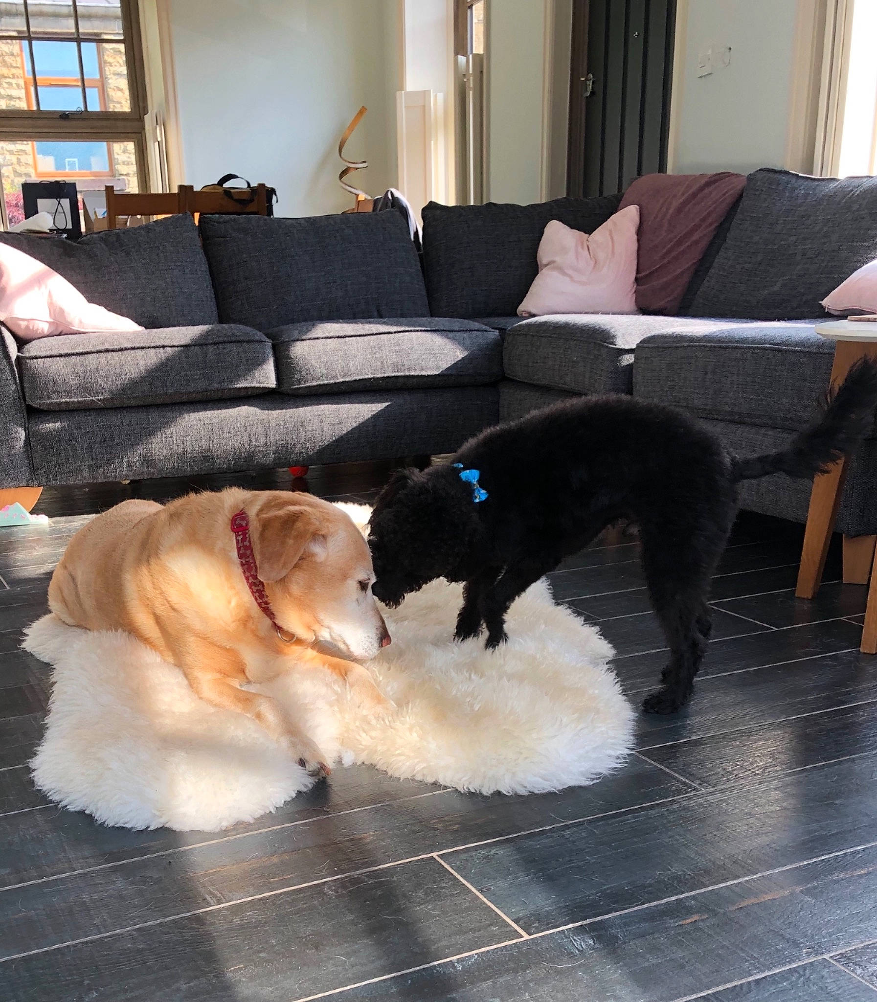 Milly joined the competition — help win amazing prizes! carnivore, comfort, companion_dog, couch, dog, dog_breed, dog_supply, floor, flooring, furniture, hardwood, interior_design, living_room, picture_frame, room, studio_couch, tail, toy_dog, window, working_animal