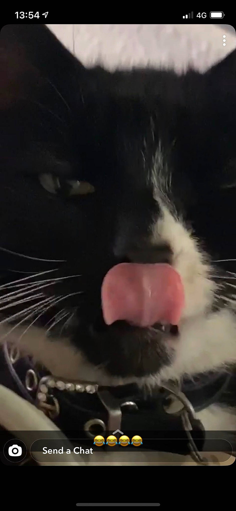 Tomas is registered to the contest to win money with this photo: black_cat, carnivore, cat, close_up, comfort, domestic_short_haired_cat, ear, eye, eyelash, fang, felidae, fur, gesture, head, nose, paw, sky, small_to_medium_sized_cats, snout, whiskers