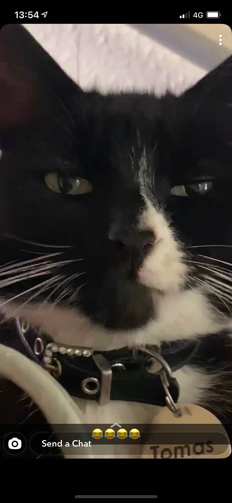 Tomas joined the competition — help win amazing prizes! carnivore, cat, close_up, cloud, comfort, domestic_short_haired_cat, eye, felidae, fur, human_body, iris, mammal, monochrome_photography, nose, paw, sky, small_to_medium_sized_cats, snout, tail, whiskers