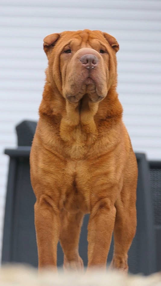 Raïko