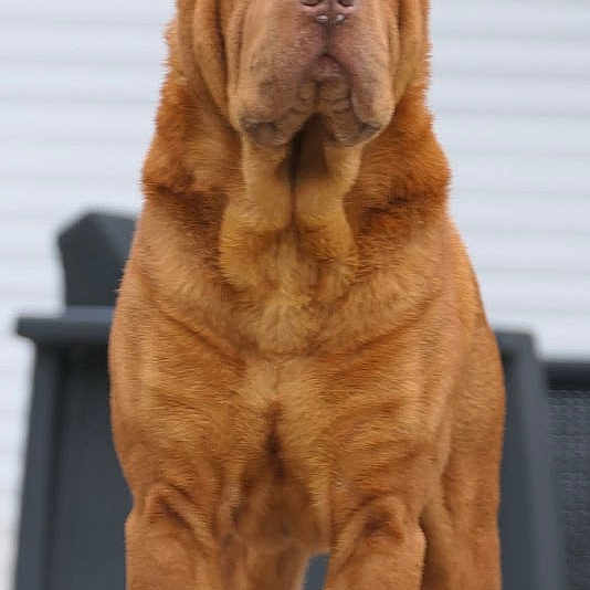 Raïko